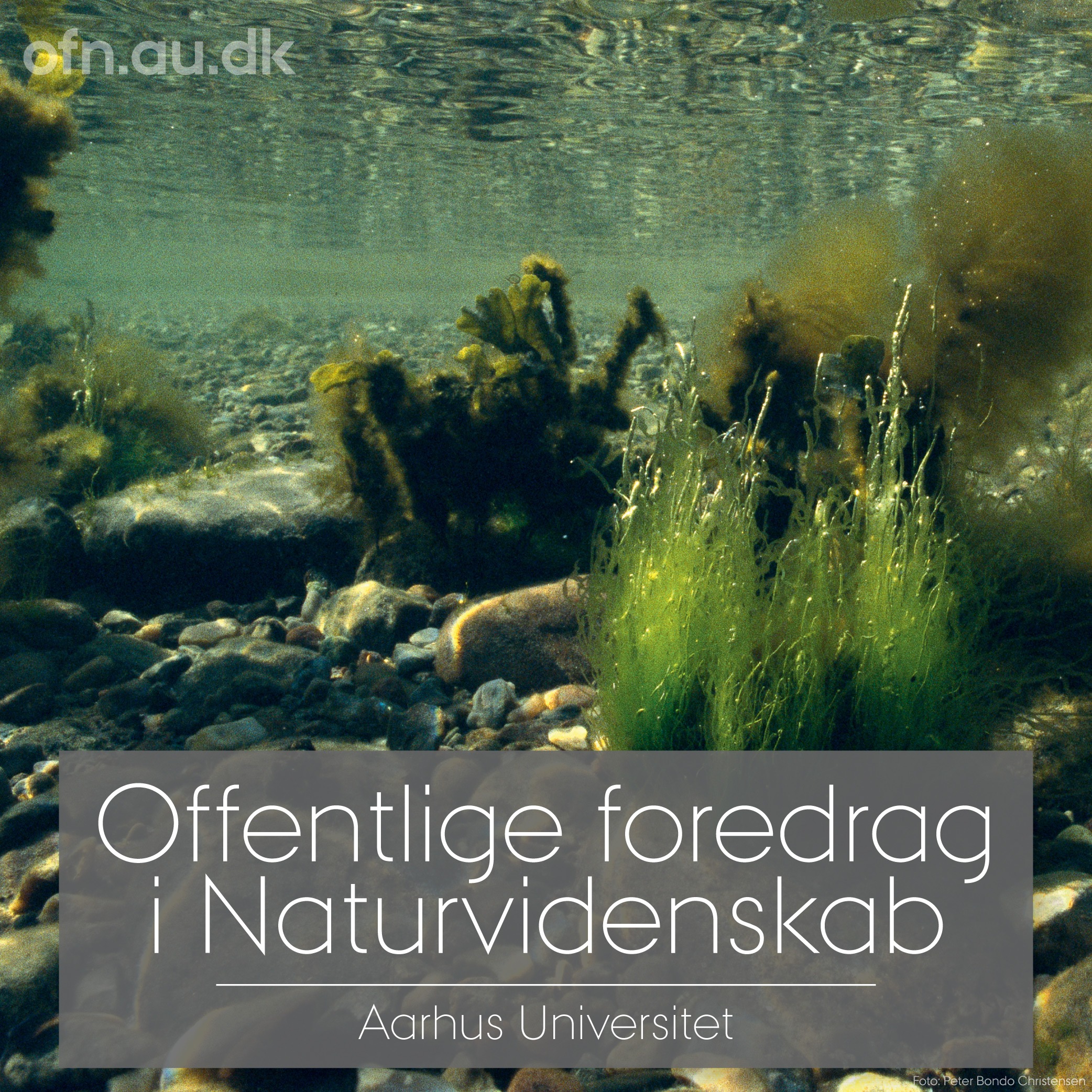 Havets kollaps og vejen tilbage – Livestreaming fra Aarhus Universitet