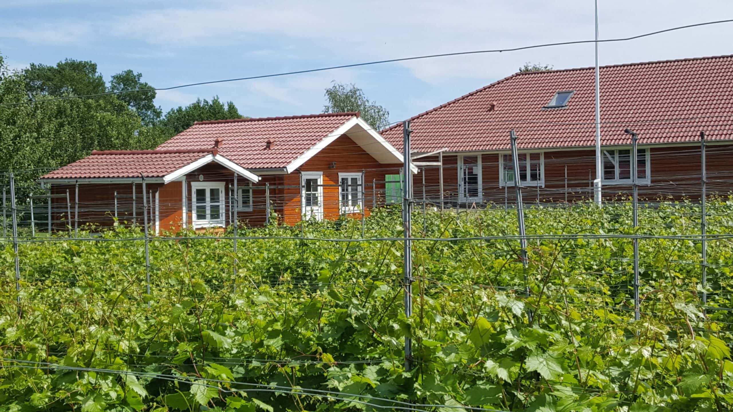 Nyballe vingård i Sønderborg Vingård med druer og landbrugshuse i Sønderborg.
