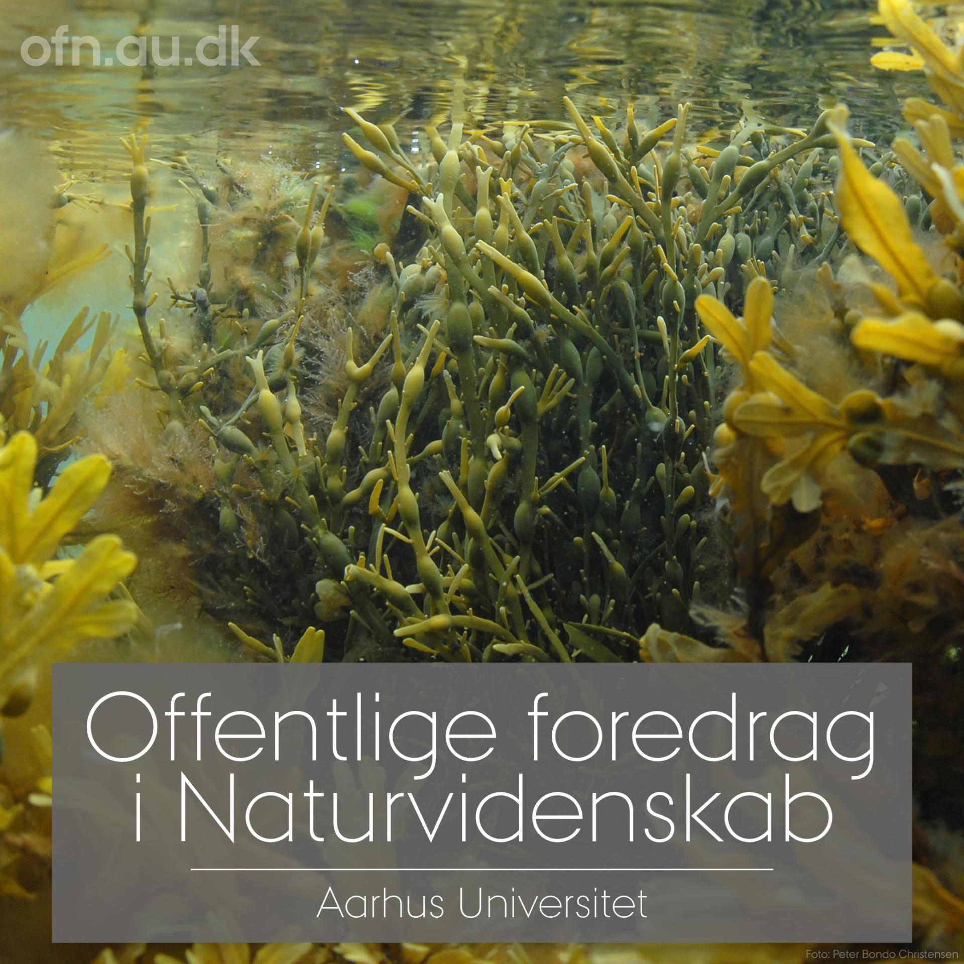 Tang – Livestreaming fra Aarhus Universitet