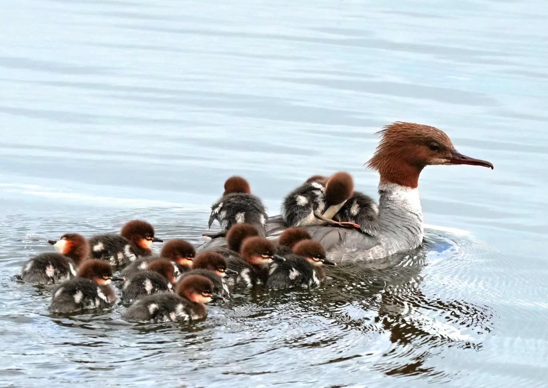 Fuglene omkring os ved naturfotograf Jens Eriksen