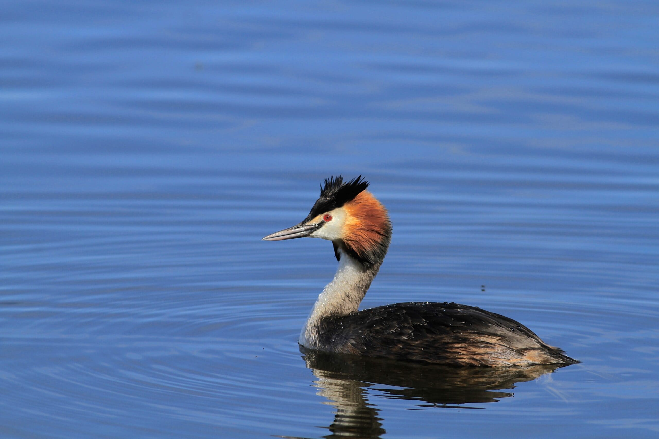 Toppet lappedykker, april 2015 Familie rydder op ved vandet i Sonderborg med kanoer i baggrunden.