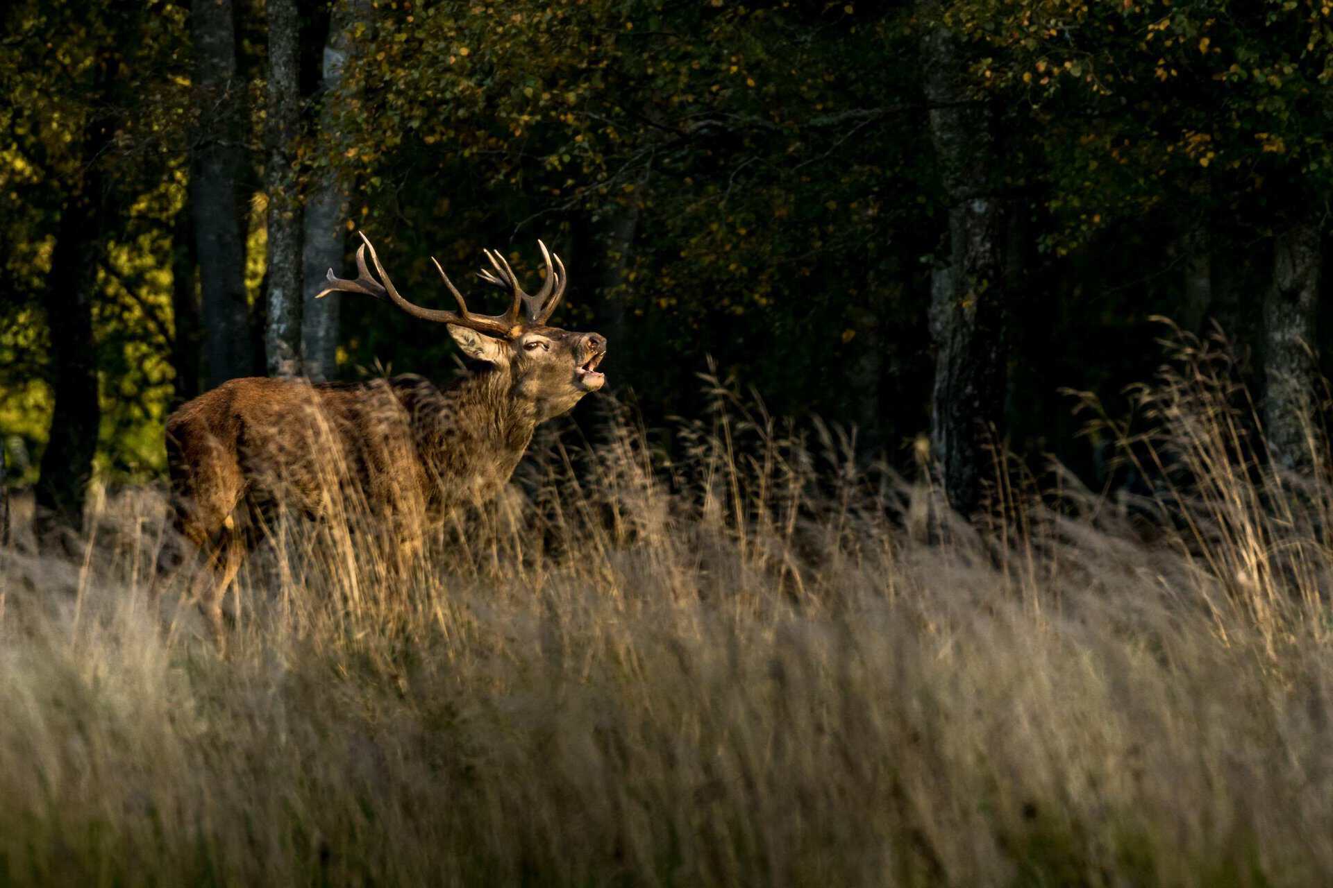 Sønderborg Natur med Hjort Hjort i skovlysning i Sønderborgs natur.