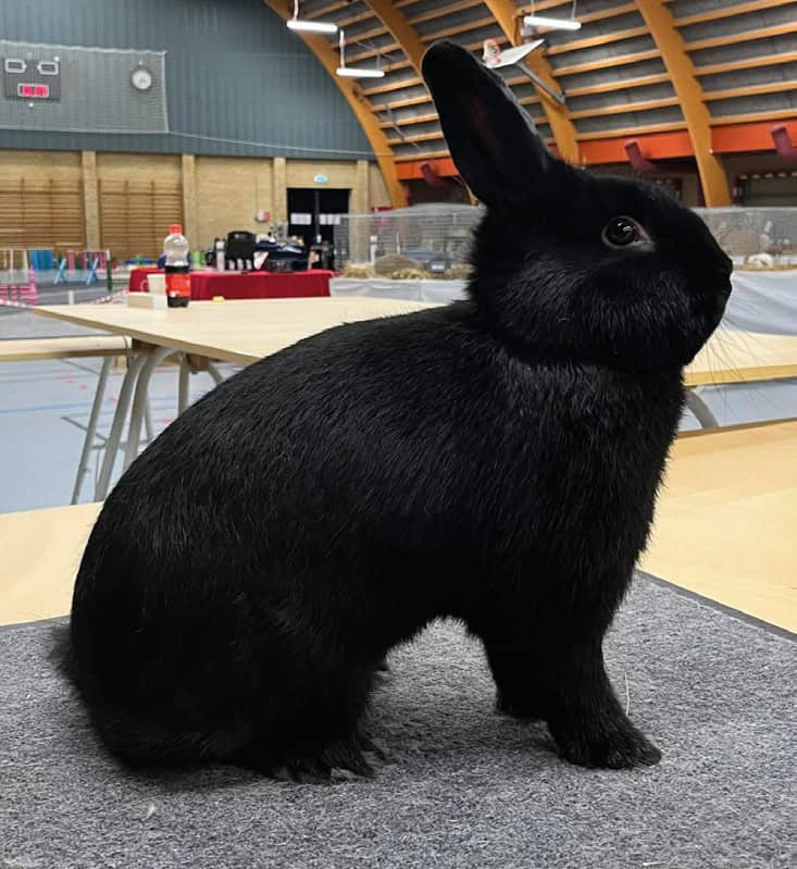 Landsudstilling: Racekaninavl 2027